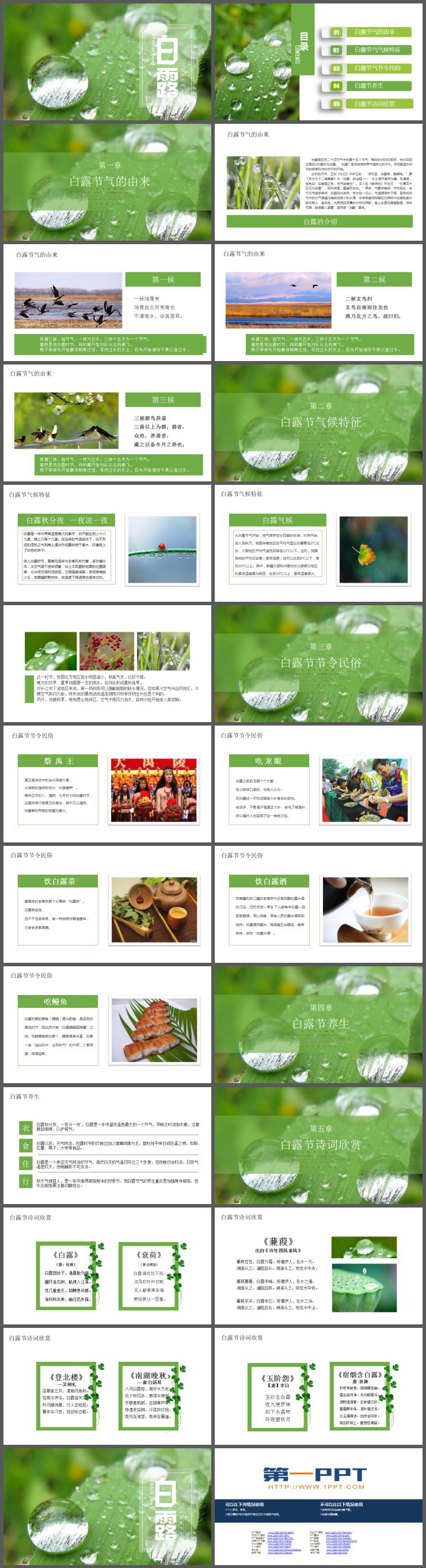 露珠背景的白露节气介绍PPT模板