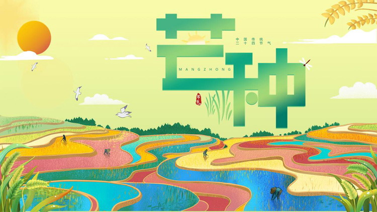 色彩饱满稻田背景的芒种节气PPT模板