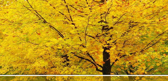 《竞争合作 共创理想》PPT