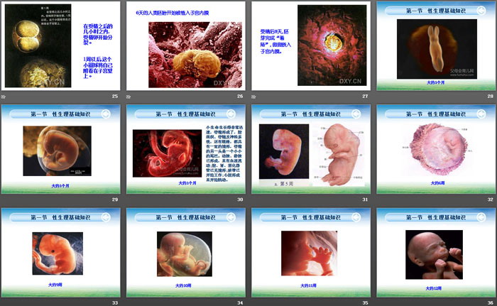 《青春期性教育知识》PPT