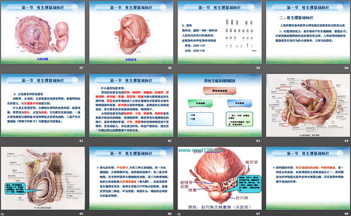 《青春期性教育知识》PPT