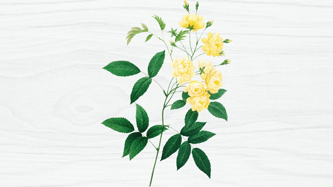 月季花高清免抠图（16张）