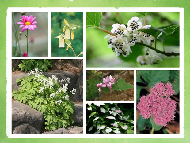 韩国绿色自然风景相册ppt模板