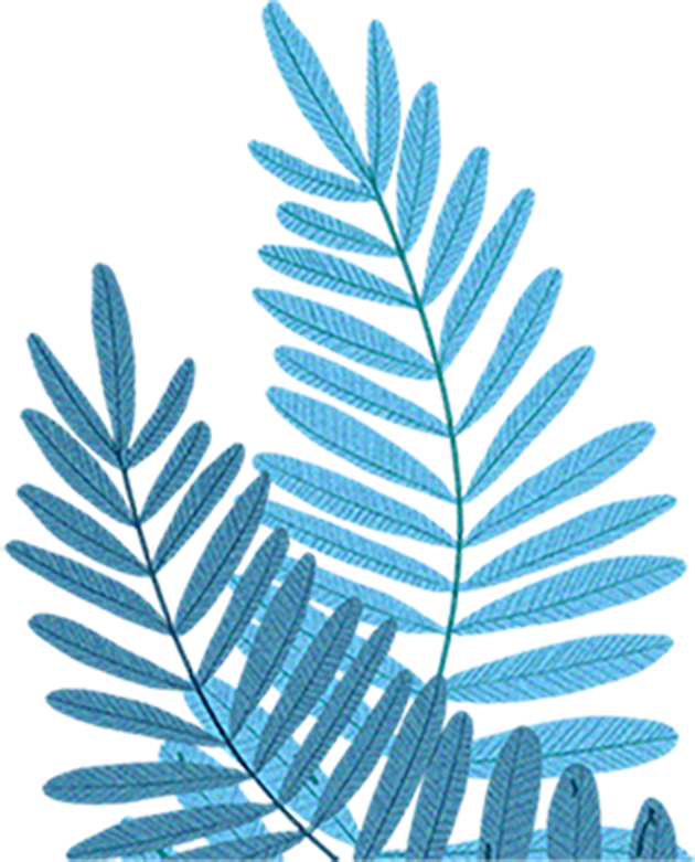 边角修饰叶子绿叶免抠图打包下载（15张）