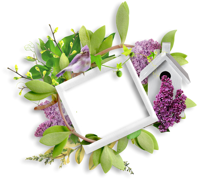 小鸟的家园相框素材