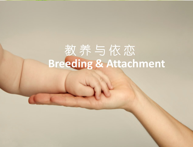 教养与依恋——对孩子的教育分析ppt模板