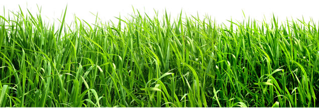 绿草png图片