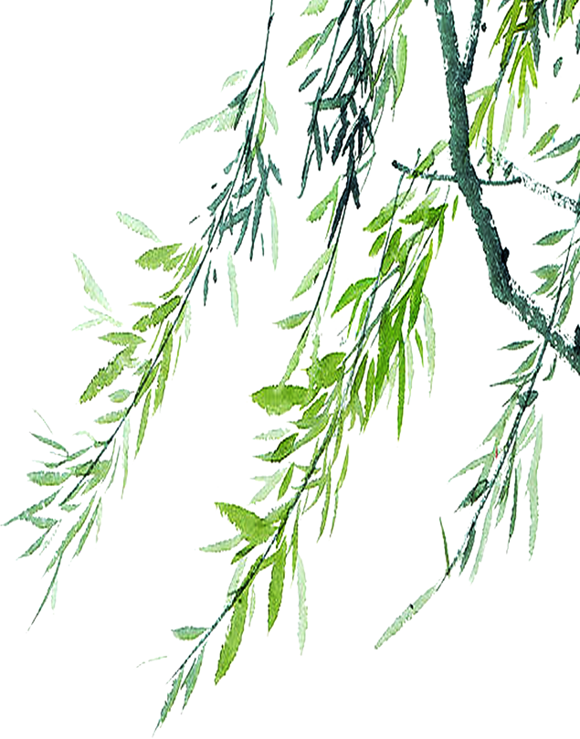 垂柳柳叶免抠图