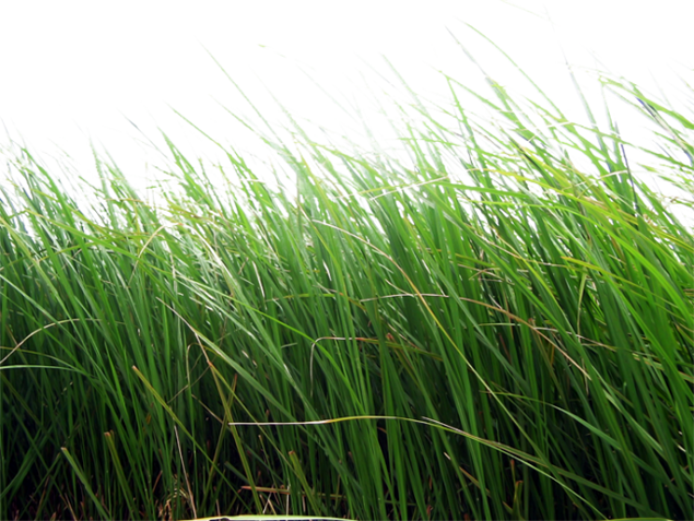 绿草的png图片