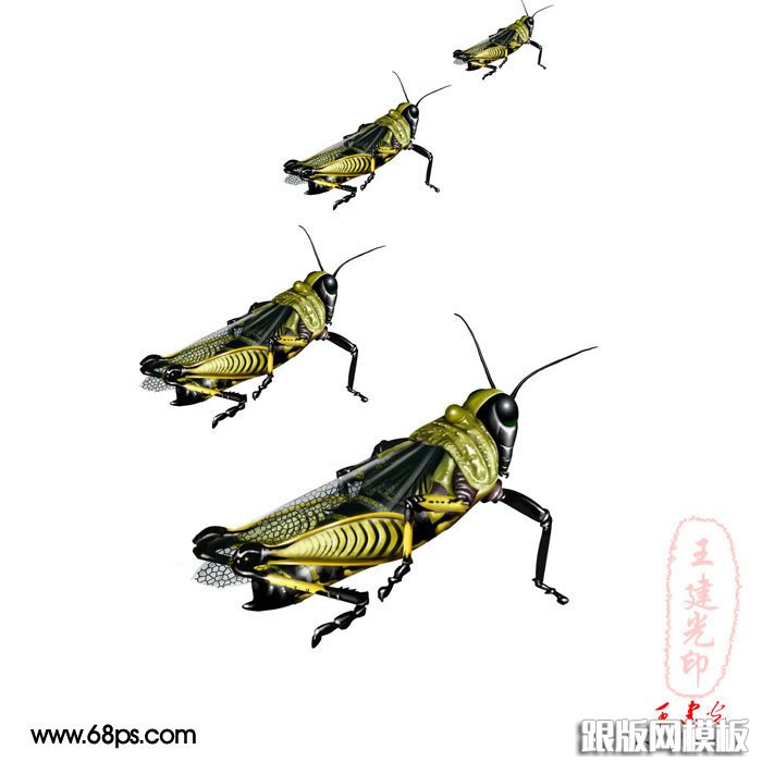 PS鼠绘超真实的蝗虫