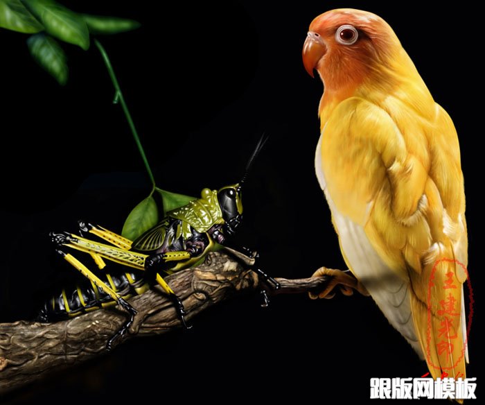 PS超强鼠绘鹦鹉和蝗虫