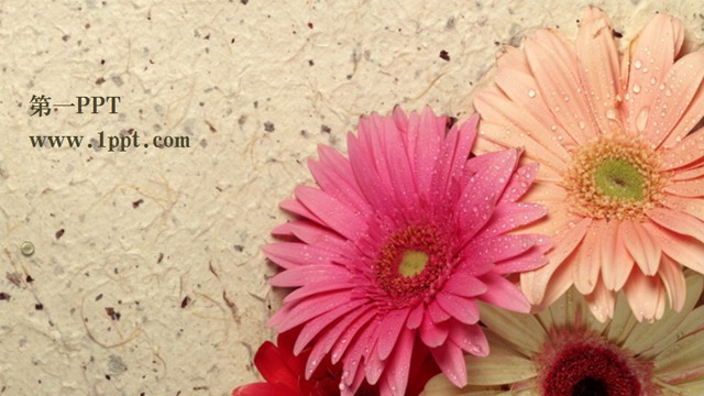 素雅的野菊花PPT模板