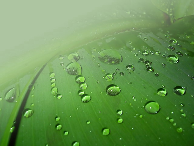 绿叶露珠PPT背景模板