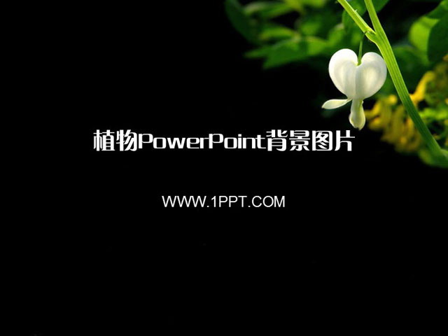 二十二张黑色植物PowerPoint背景图片