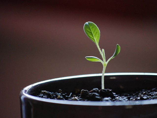 花盆嫩芽PowerPoint背景图片下载