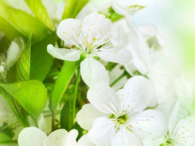 三张淡雅绿色鲜花PowerPoint背景图片下载