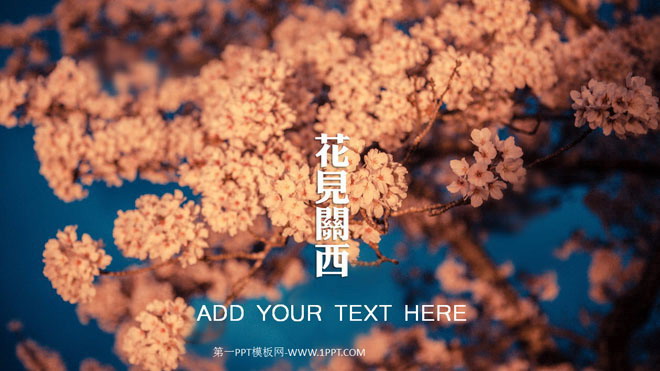 一组樱花幻灯片背景图片下载