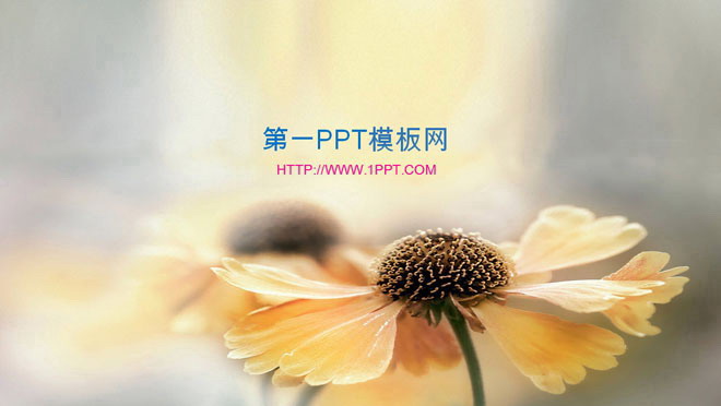 淡雅背景的阳光下的花朵幻灯片背景图片